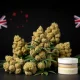 Authentic Cali weed UK varieties displayed with quality packaging and certification marks