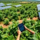 Sustainable chocolate crisis solution implementation on modern cocoa farm with technology integration