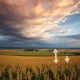 A wide shot of corn fields representing the agricultural market, highlighting the current trend of falling corn prices.