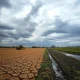 A vast, challenging UK harvest field struggling under a dramatic sky, symbolizing the severe impacts of extreme weather on British agriculture.