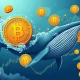 Bitcoin whale dynamics analysis showing distribution and accumulation patterns in cryptocurrency markets